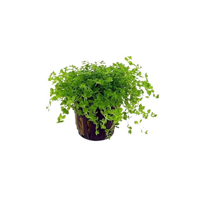 3-pot foreground plant bundle - Individual plant close-up