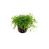 3-pot foreground plant bundle - Individual plant close-up