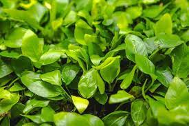 Anubias Barteri Nana (Golden) close-up detail
