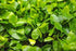 Anubias Barteri Nana (Golden) close-up detail