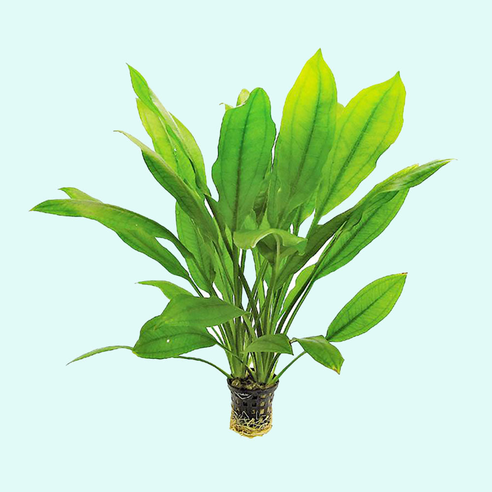 Amazon Sword Echinodorus Bleheri - Additional angle 3