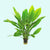 Amazon Sword Echinodorus Bleheri - Additional angle 3
