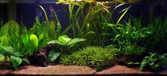 Anubias barteri var. Caladiifolia