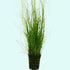 Hairgrass (Eleocharis Vivipara) - Image 8