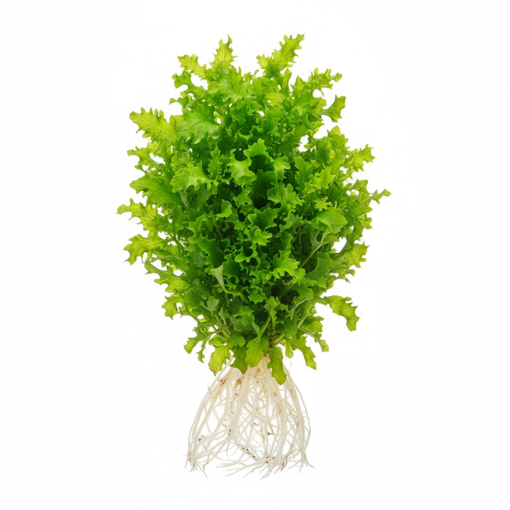 plastic plant florida Florida Ruffle “Green Hedge” (Alternanthera sp.)... – Canton Aquatics
