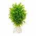 Florida Ruffle “Green Hedge” (Alternanthera sp.) live plant specimen