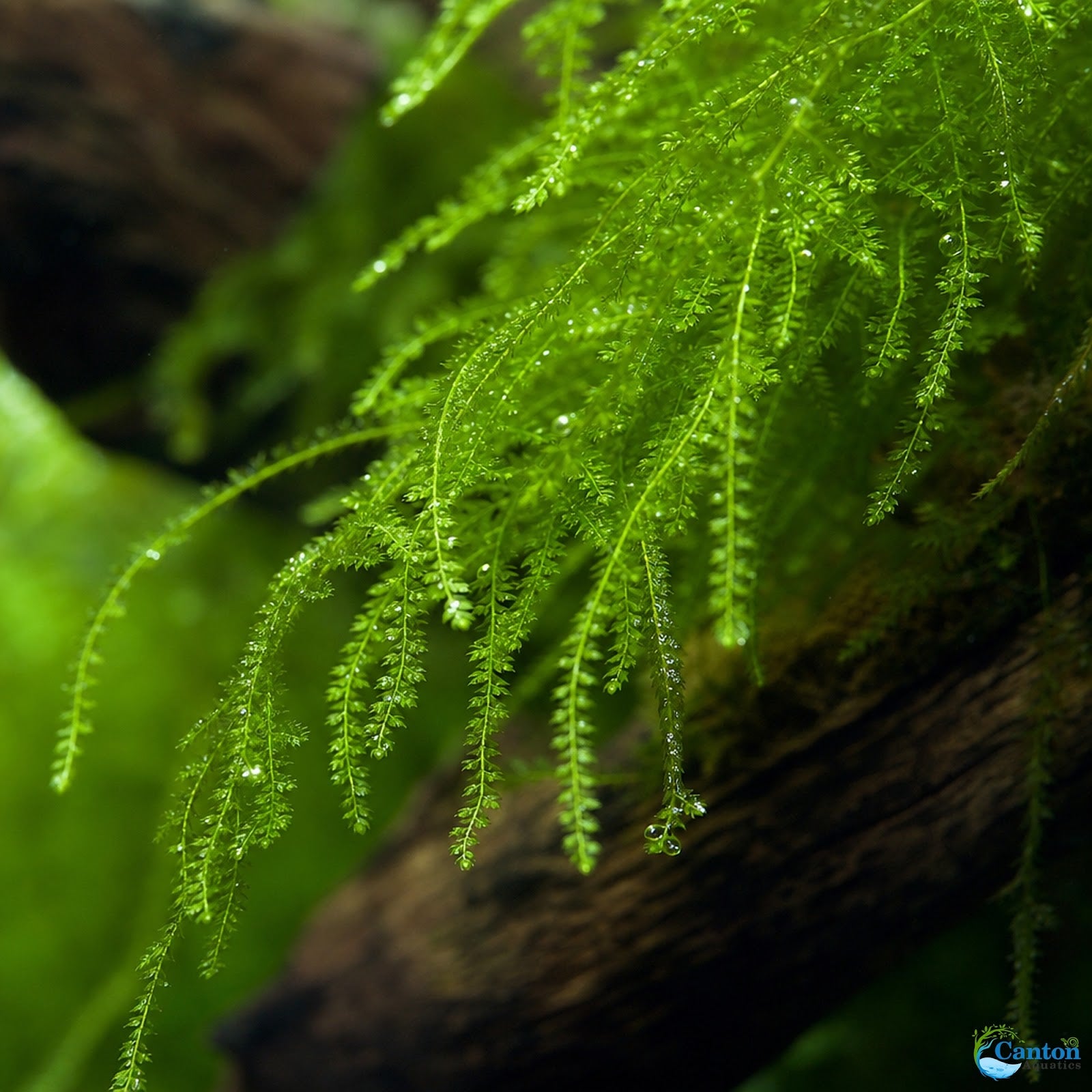 Weeping Moss Live Aquarium Plant 3 Pack 4oz Cups Freshwater Fish Tanks from Canton Aquatics