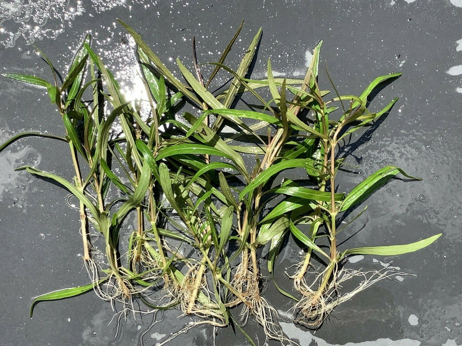 Hygrophila Corymbosa Var. N healthy growth example