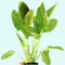 Amazon Sword Echinodorus "Green Ozelot" product photo