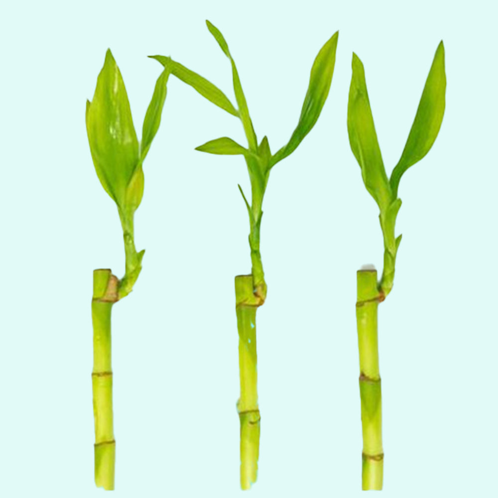 dracaena lucky bamboo plant Lucky Bamboo Plant (Dracaena Sanderiana)
