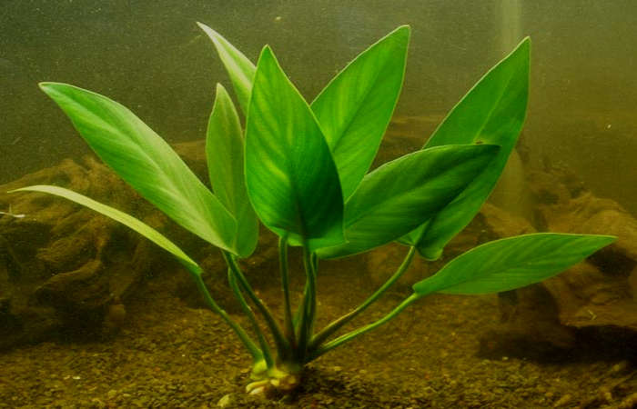 Anubias Hastifolia in freshwater aquarium