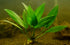 Anubias Hastifolia in freshwater aquarium