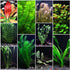 Premium Assorted Mixed Plant Bundle