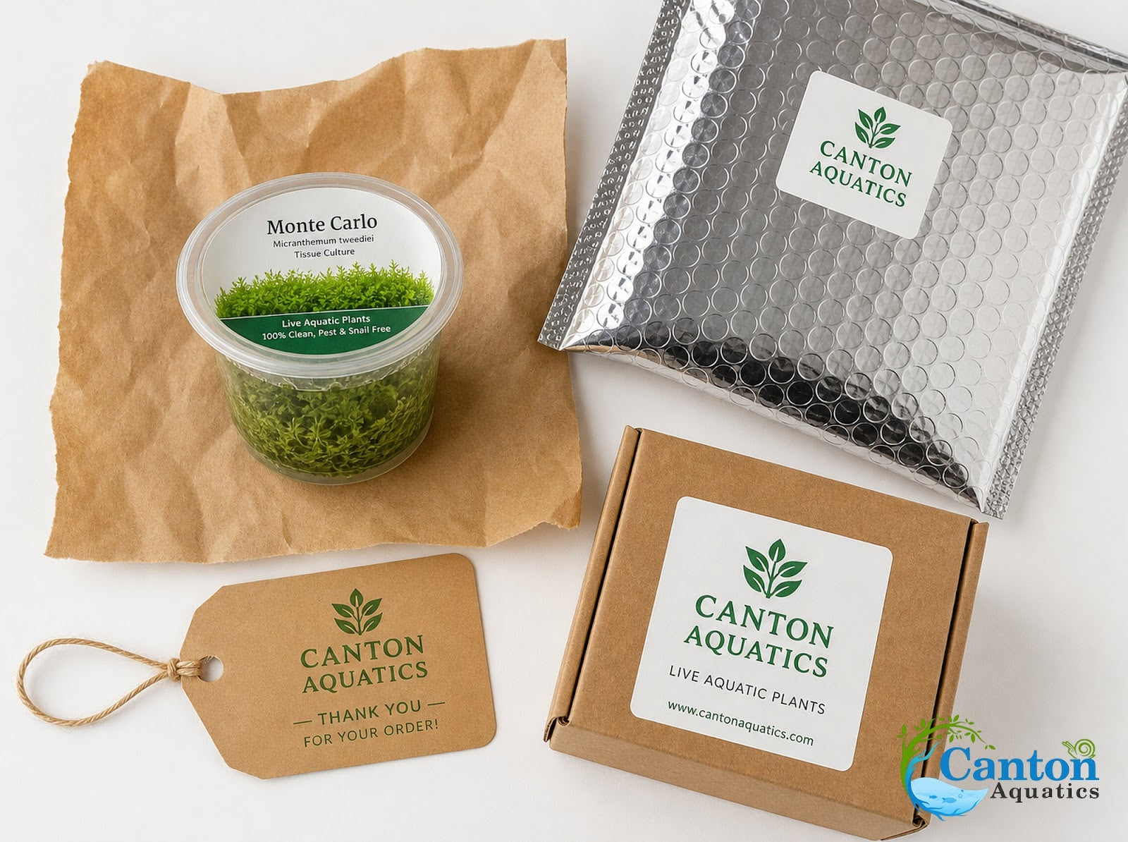 Micranthemum Monte Carlo Tissue Culture Aquarium Plant In Vitro Pest Free - Packaging and shipping view