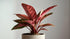 Aglaonema Queen Red Valentine Rooted Starter Plant