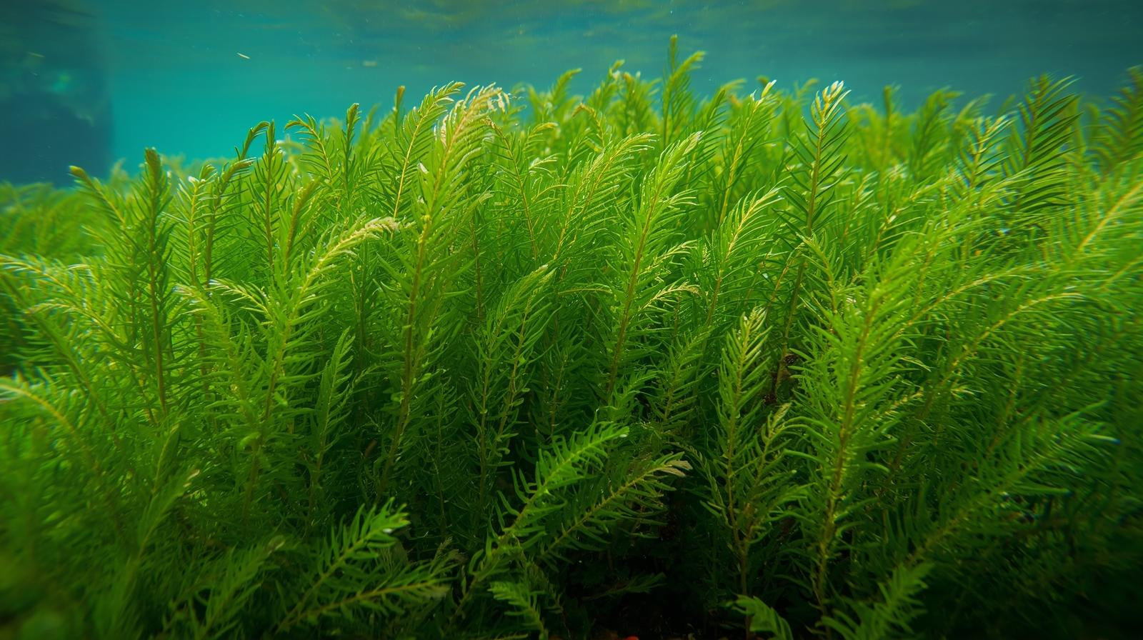 Hornwort Bunch 3-5 Stems submerged in planted aquarium