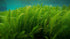 Hornwort Bunch 3-5 Stems submerged in planted aquarium