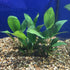 Anubias Hastifolia live plant specimen