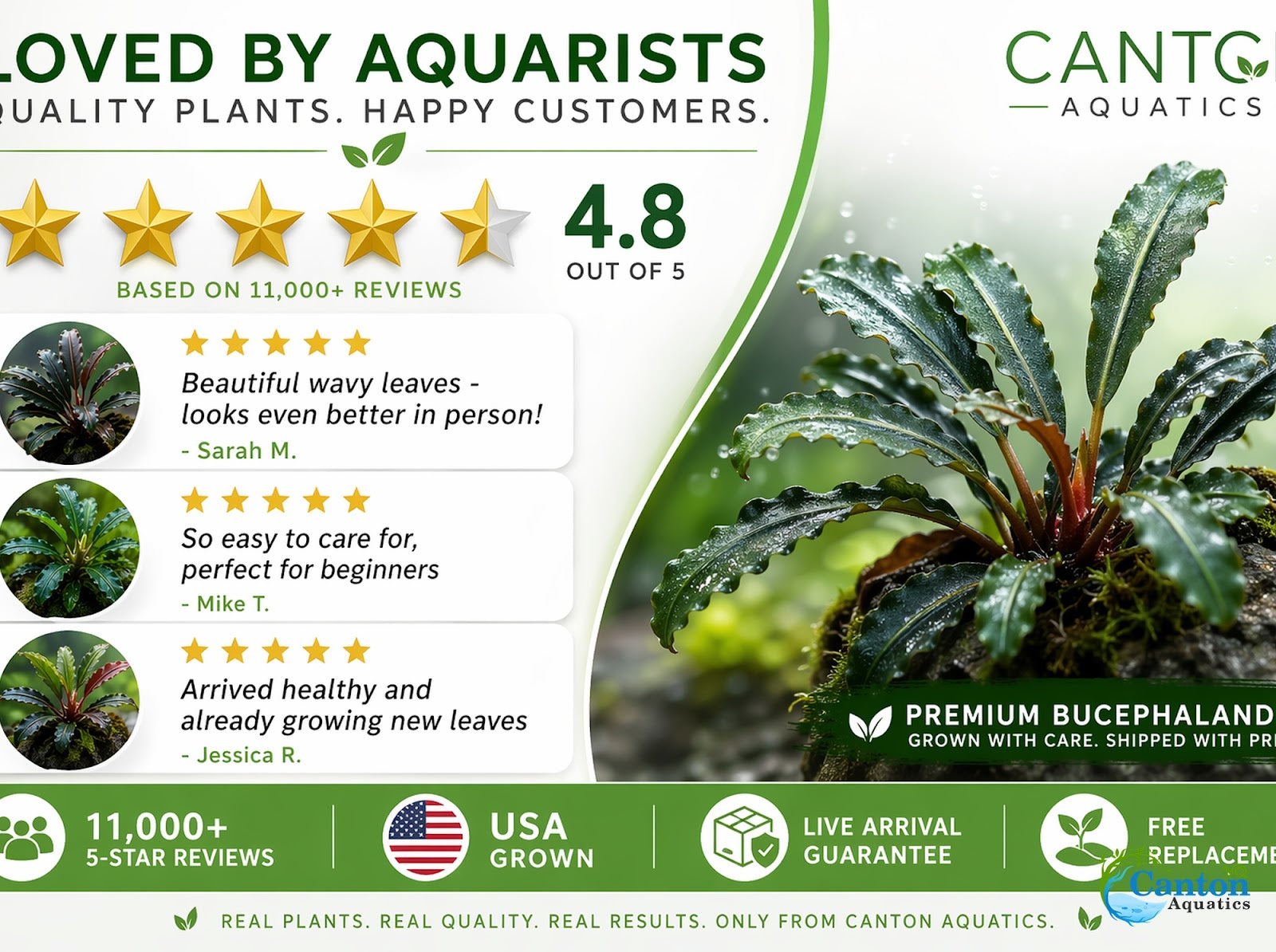 Bucephalandra Mix Green Wavy Plant - Ideal Aquarium Plants - Adorn Your Aquarium with The Graceful Charm - Eye Catching Focal Point - Vibrant Green Color - Low Maintenance Plant - Image 10