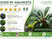 Bucephalandra Mix Green Wavy Plant - Ideal Aquarium Plants - Adorn Your Aquarium with The Graceful Charm - Eye Catching Focal Point - Vibrant Green Color - Low Maintenance Plant - Image 10