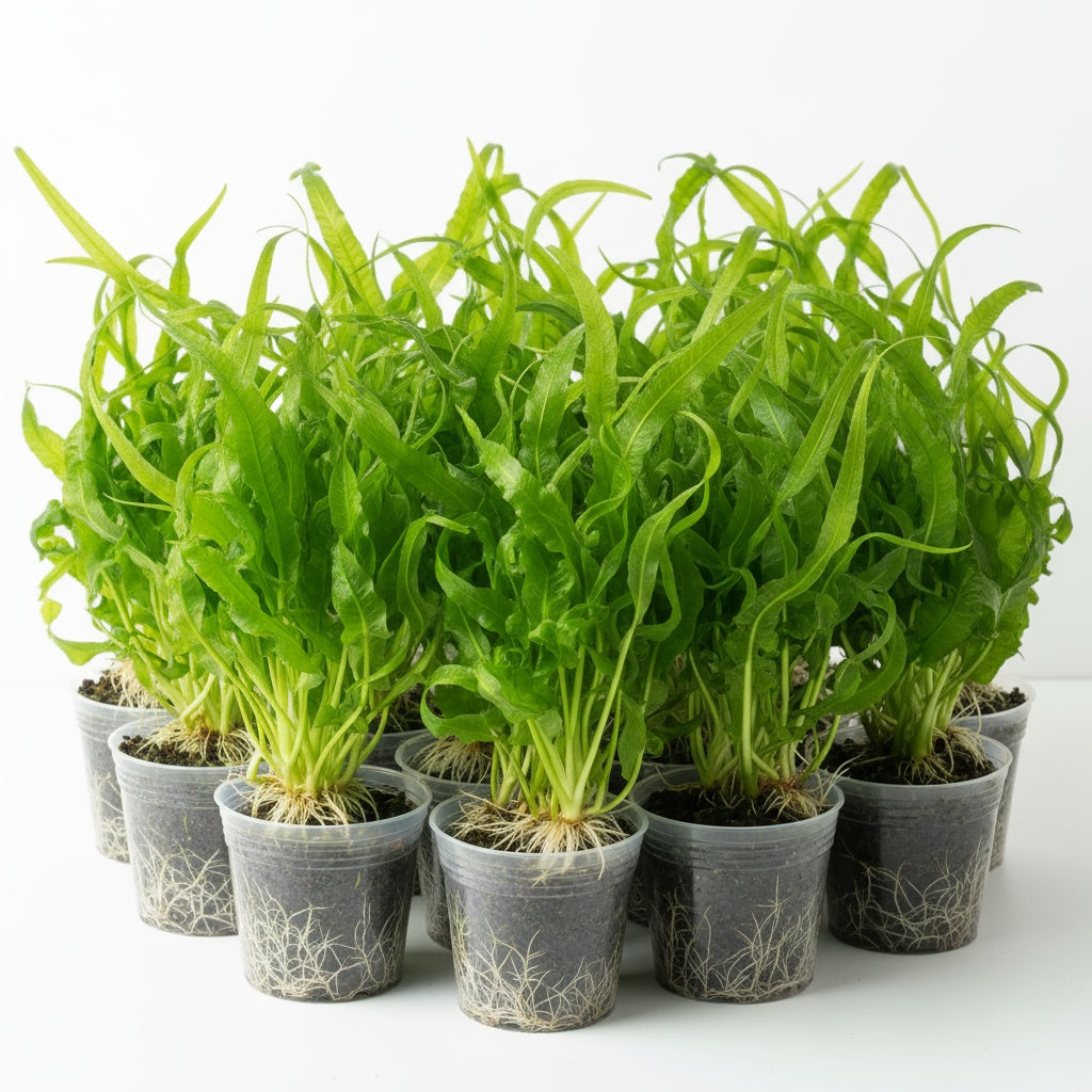 Jungle Valisnaria Asiatica Contortion Bunch size and color reference