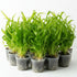 Jungle Valisnaria Asiatica Contortion Bunch size and color reference