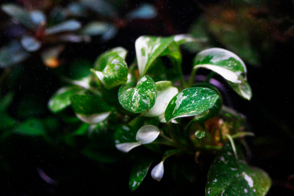 Anubias Nana Variegated