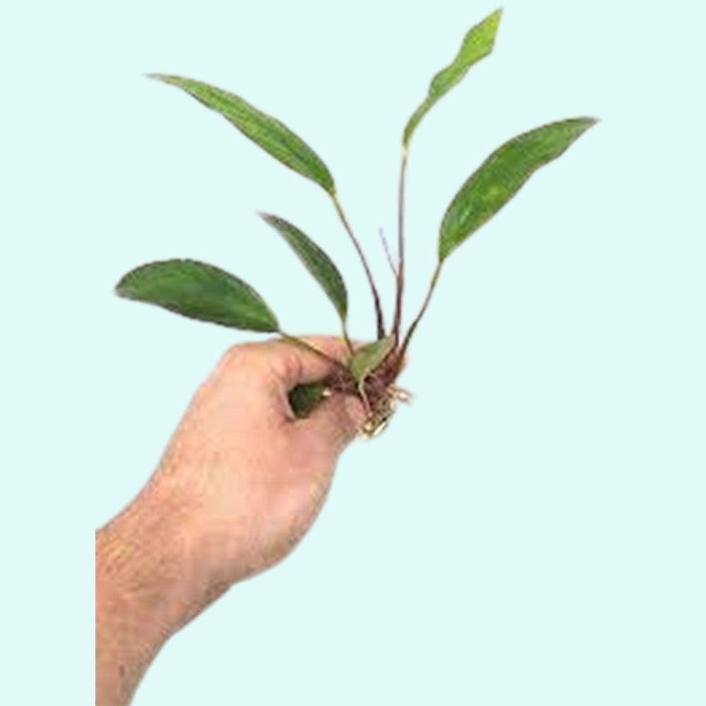 Anubias Frazeri
