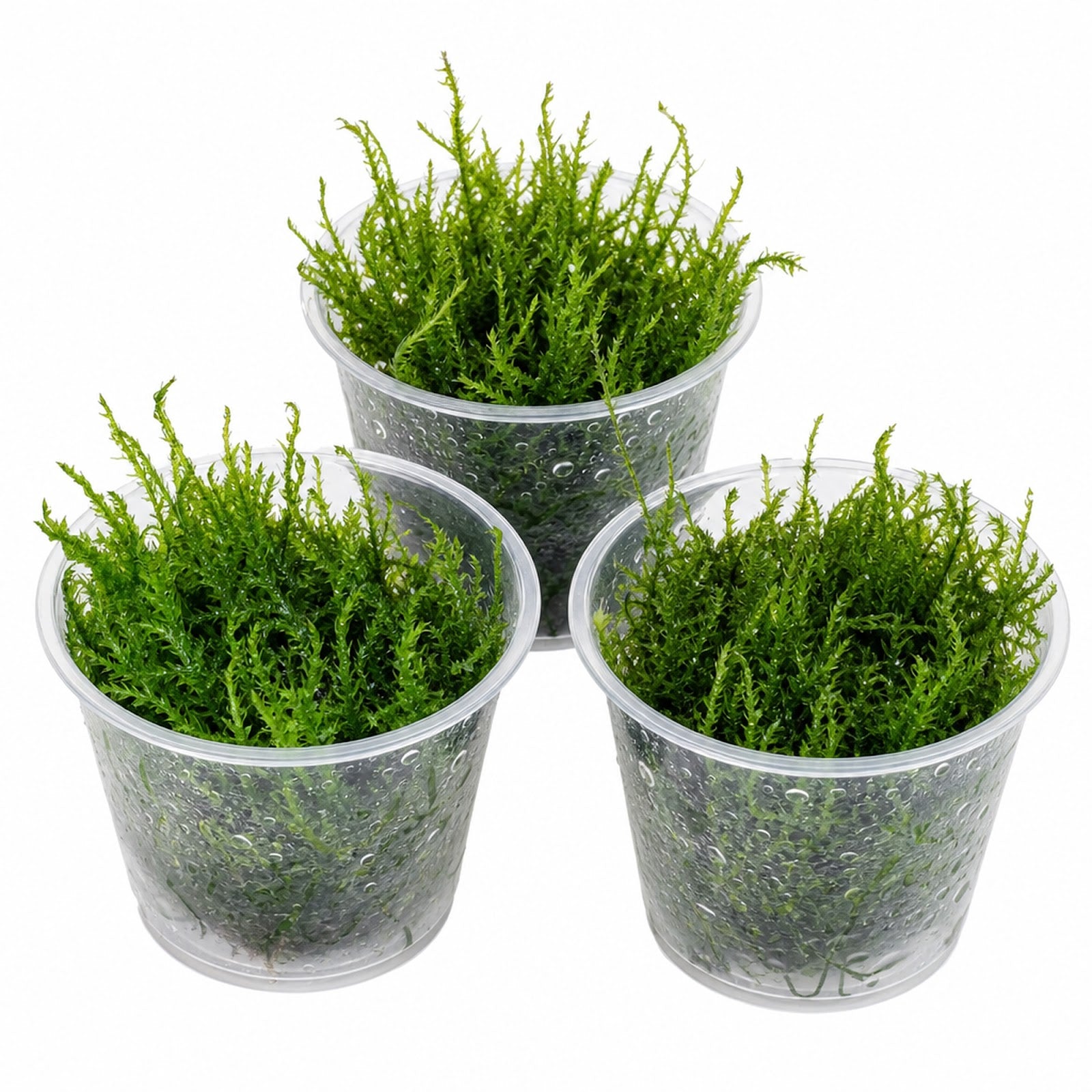 Flame Moss Live Aquarium Plant 3 Pack 4oz Freshwater Moss for Fish Tank from Canton Aquatics