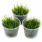 Flame Moss Live Aquarium Plant 3 Pack 4oz Freshwater Moss for Fish Tank from Canton Aquatics