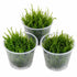Flame Moss Live Aquarium Plant 3 Pack 4oz Freshwater Moss for Fish Tank from Canton Aquatics
