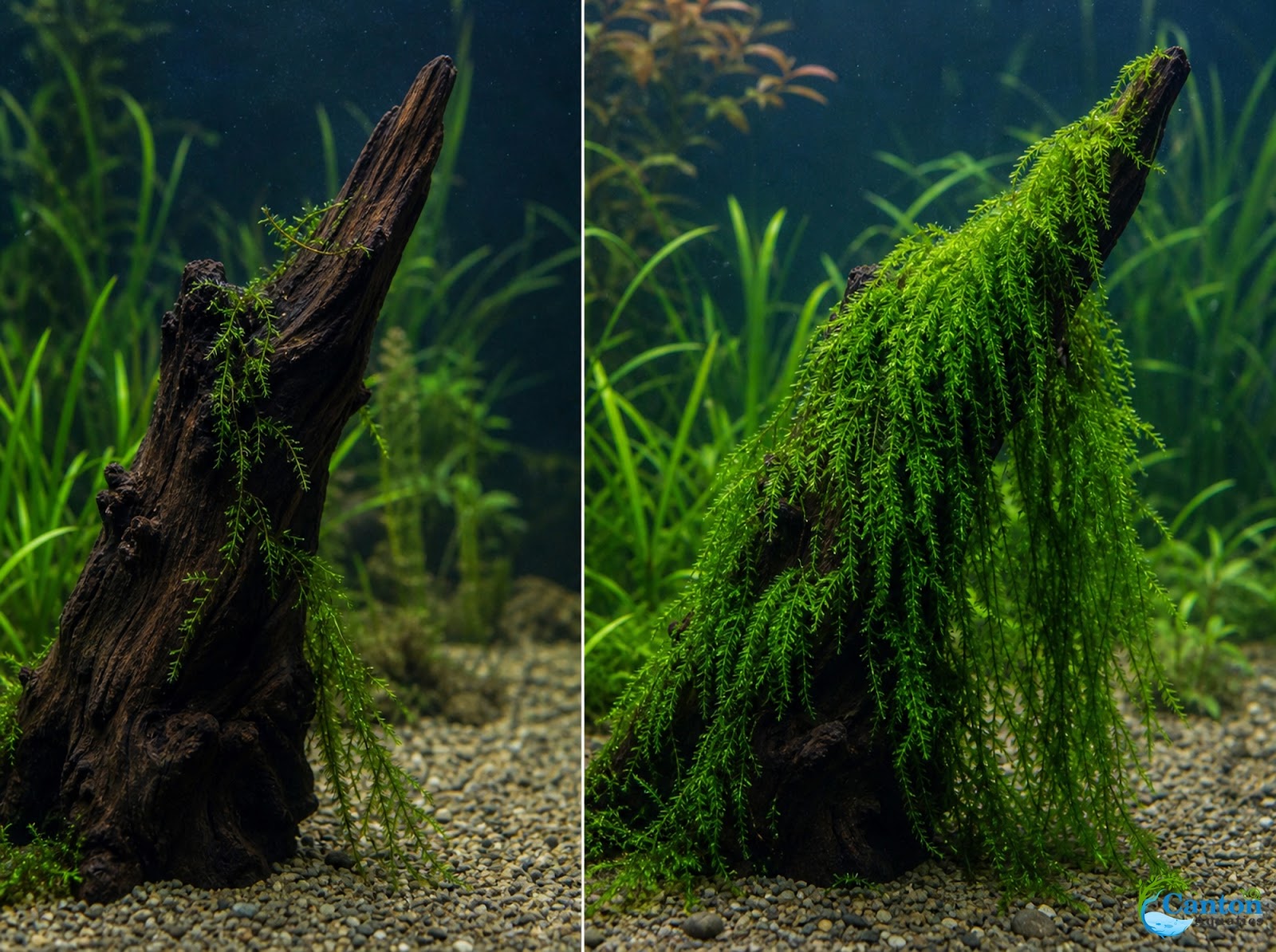 Weeping Moss Live Aquarium Plant 3 Pack 4oz Cups Freshwater Fish Tanks from Canton Aquatics