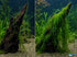 Weeping Moss Live Aquarium Plant 3 Pack 4oz Cups Freshwater Fish Tanks from Canton Aquatics
