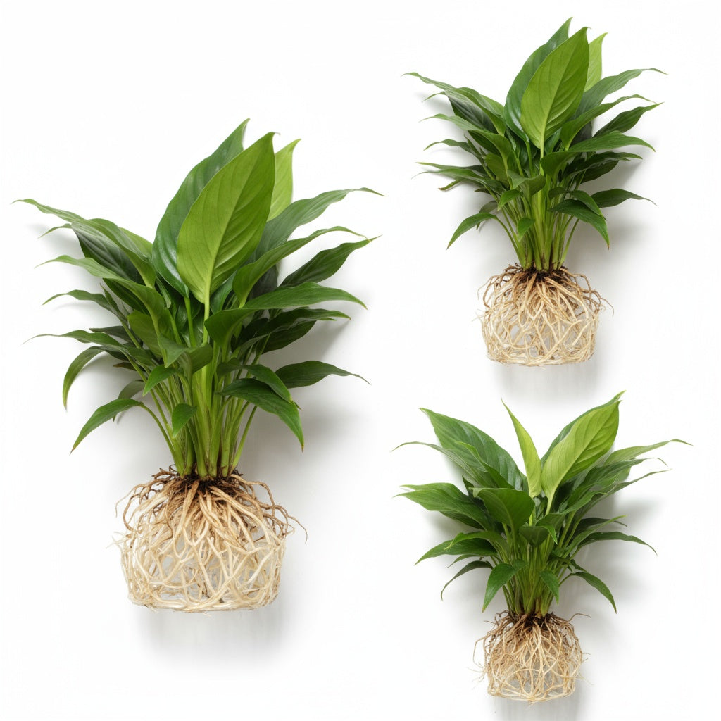 peace lily in german Brazilian Sword “Peace Lily” (Spathiphyllum sp)... – Canton Aquatics