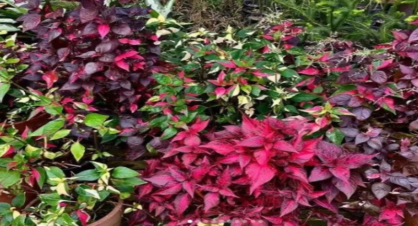 Joseph’s Coat “Multi-Color Hedge” (Alternathera sp.) submerged in planted aquarium