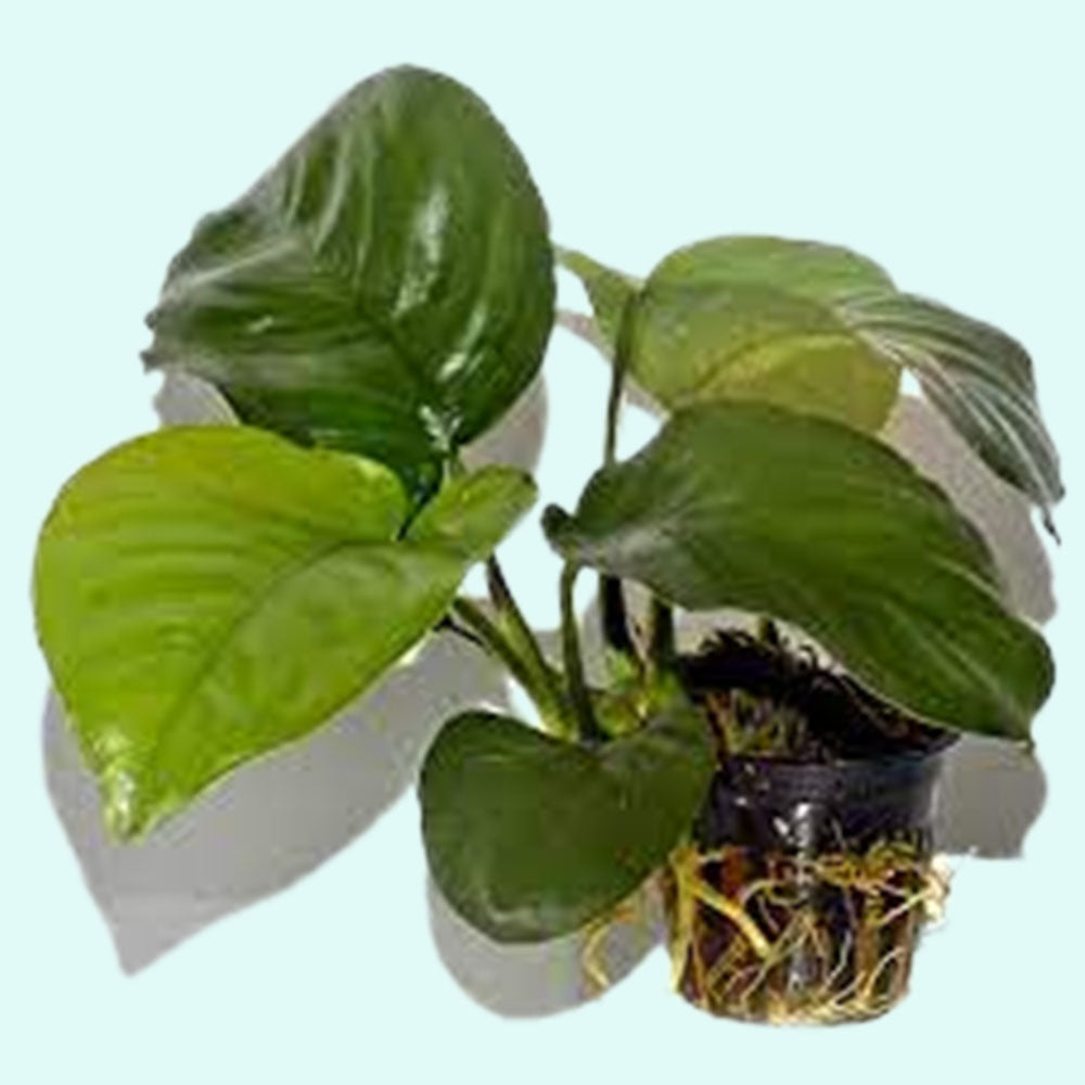 Anubias barteri var. Caladiifolia