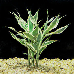 Sanderiana Variegated (Dracaena sanderiana)