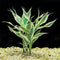 Sanderiana Variegated (Dracaena sanderiana)