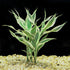 Sanderiana Variegated (Dracaena sanderiana)