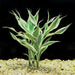 Sanderiana Variegated (Dracaena sanderiana)