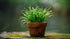 Dwarf Sagittaria (Broadleaf) - Image 10