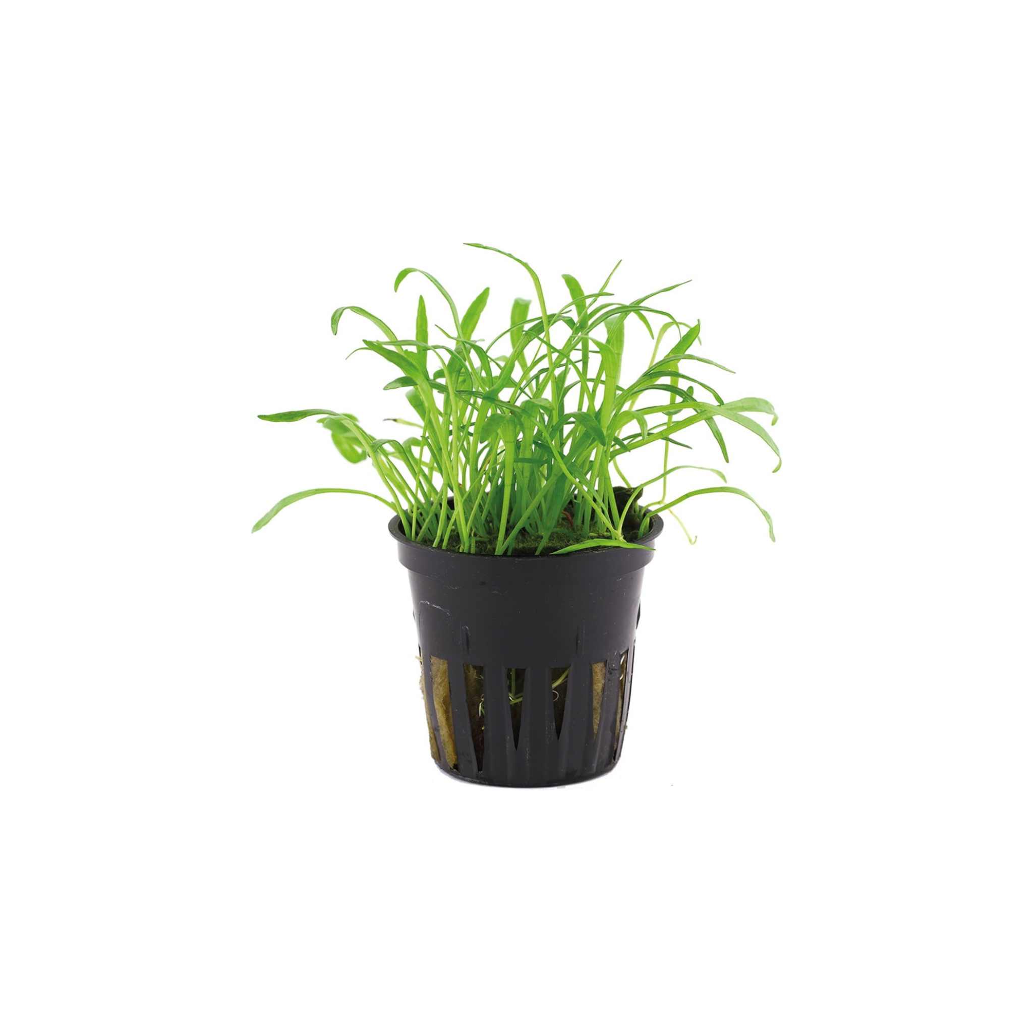 Lilaeopsis brasiliensis – Rooted Aquarium Carpet Plant