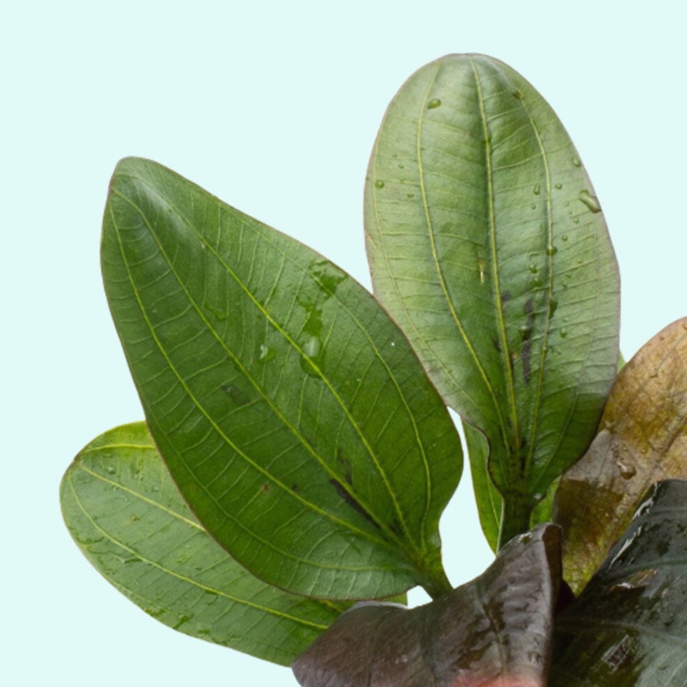 Amazon Sword Echinodorus (Red Pearl) (1 Plant | Bare Root | Large 10+ Inches) Live Aquarium Plants BUY 2 GET 1 FREE - Live Aquarium Plant