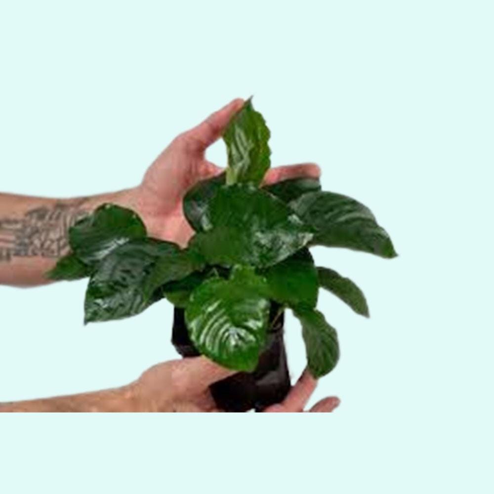 3 Anubias Aquatic Plants Bundle
