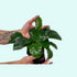 3 Anubias Aquatic Plants Bundle