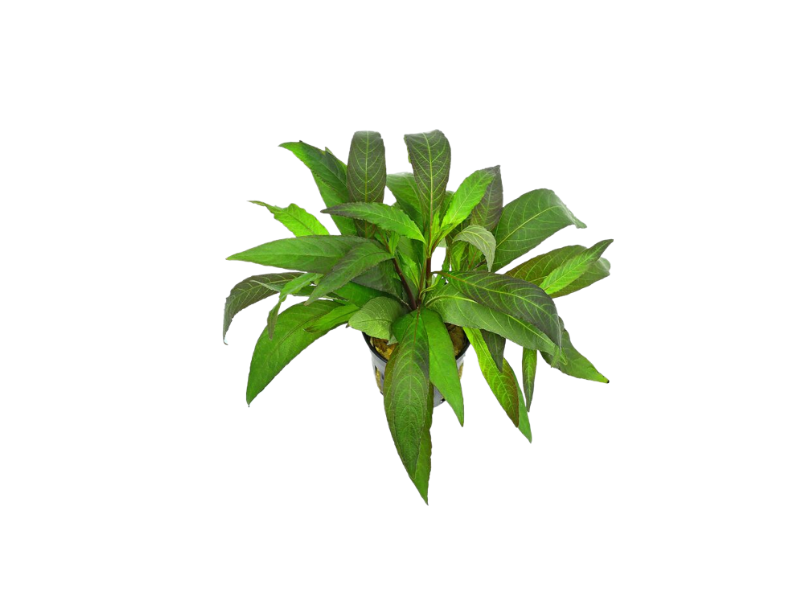 Hygro Blue (Hygrophila Salcifolia)