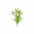 Pogostemon Stellatus Narrowleaf close-up detail