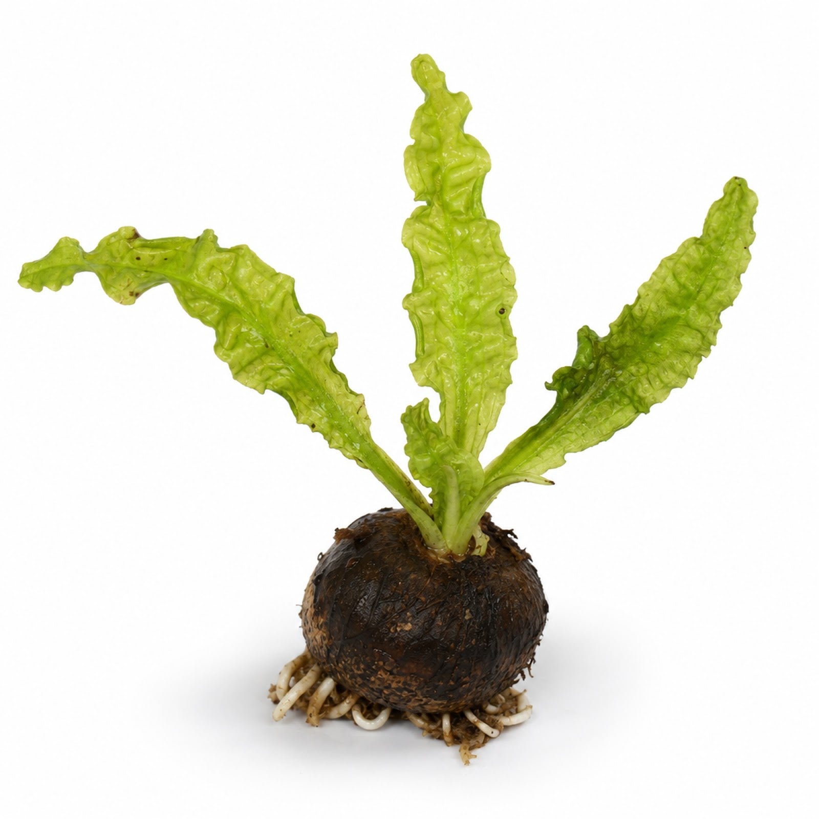 Aponogeton Crispus Bulb Live Aquarium Plant Crinkled Sword Freshwater Easy Beginner Low Light No CO2 - Live Aquarium Plant