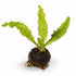 Aponogeton Crispus Bulb Live Aquarium Plant Crinkled Sword Freshwater Easy Beginner Low Light No CO2 - Live Aquarium Plant
