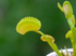 Venus Flytrap ‘Dente’ live plant specimen